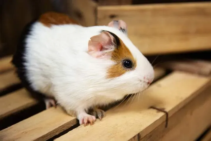 animal (17)